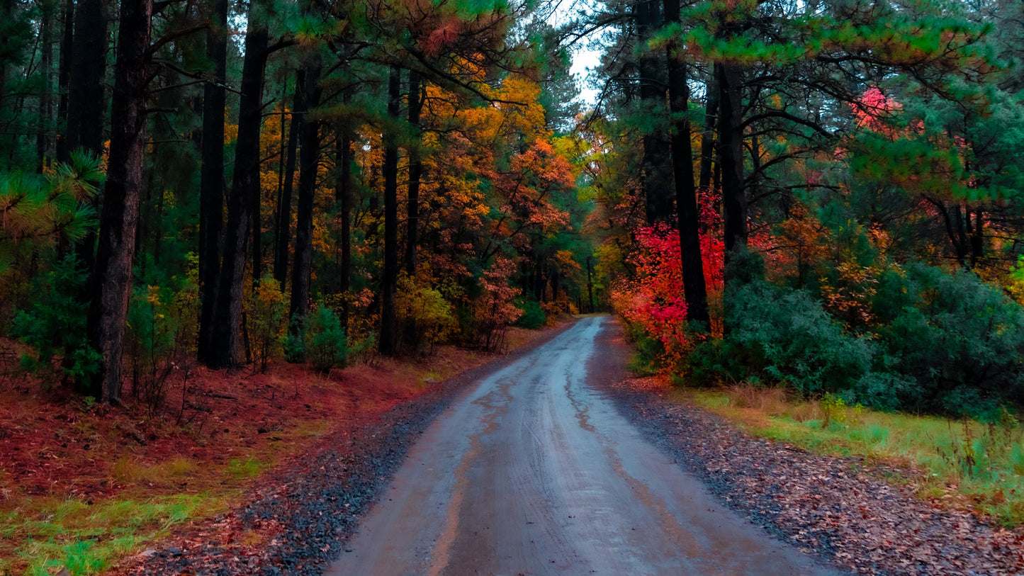 The Fall Road